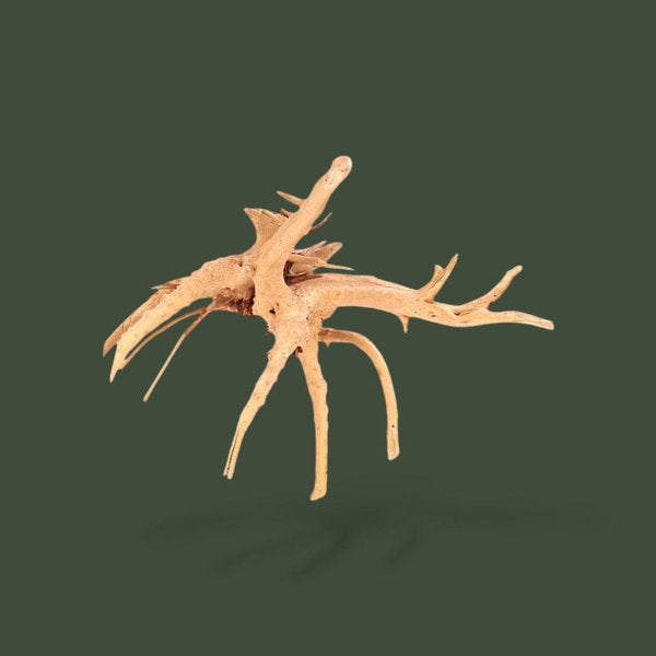 Bois flotté pour terrarium – L’Atelier Terrator