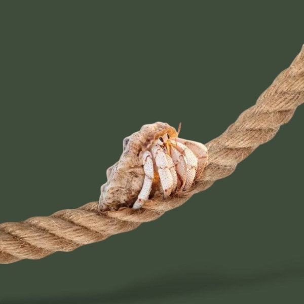 Corde d'escalade pour terrarium – L’Atelier Terrator