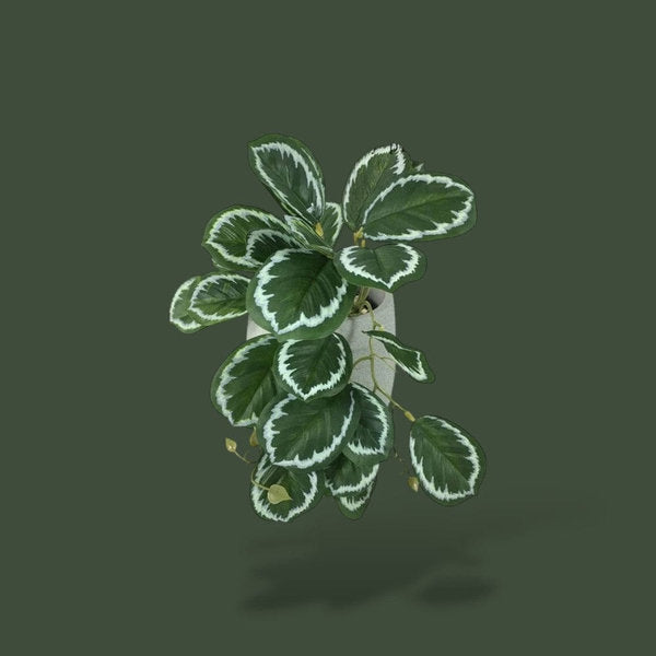 Fausse plante tropicale pour terrarium – L’Atelier Terrator