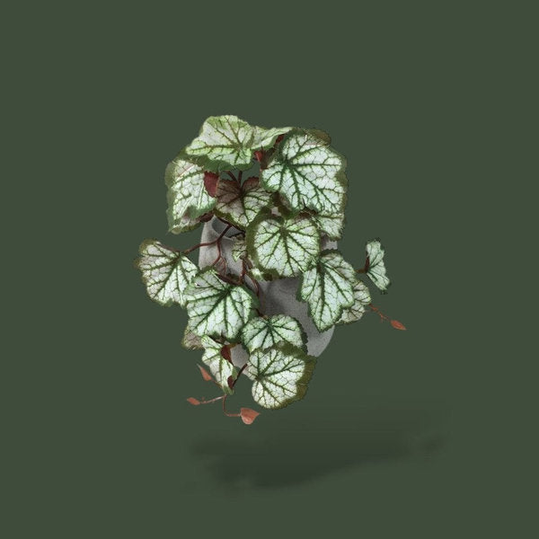 Fausse plante tropicale pour terrarium – L’Atelier Terrator