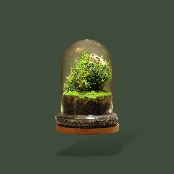 Terrarium dôme en verre pour plante – L’Atelier Terrator
