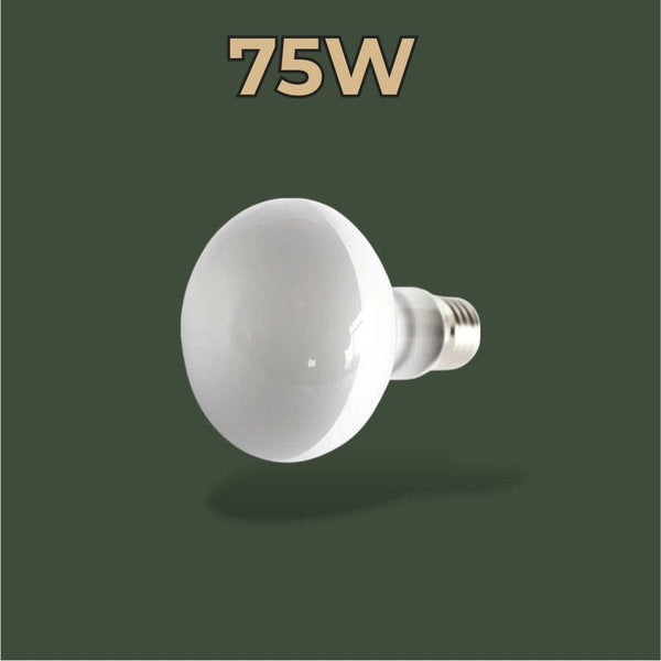 Ampoule chauffante 75W pour caméléon – L’Atelier Terrator