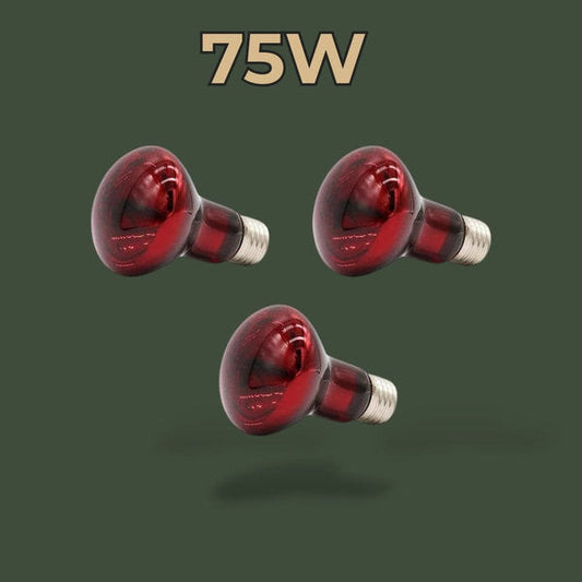 Lot de 3 ampoules chauffantes infrarouges 75W pour terrarium – L’Atelier Terrator