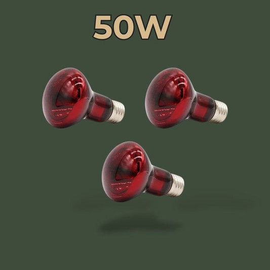 Lot de 3 ampoules chauffantes infrarouges 50W pour terrarium – L’Atelier Terrator