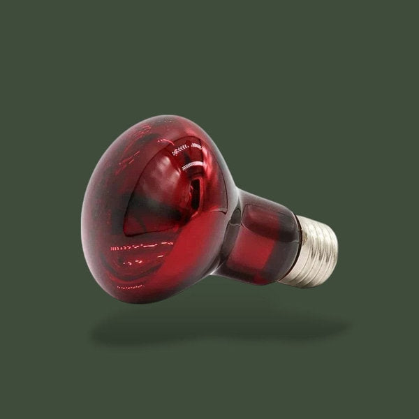 Lampe chauffante infrarouge 75W pour terrarium – L’Atelier Terrator