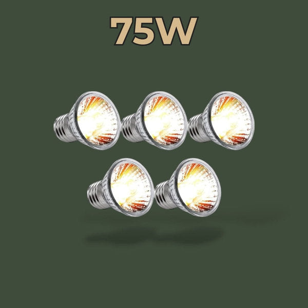 Lot de 5 lampes chauffantes 75W pour terrarium – L’Atelier Terrator