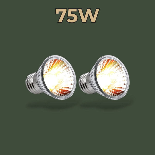 Lot de 2 lampes chauffantes 75W pour terrarium – L’Atelier Terrator