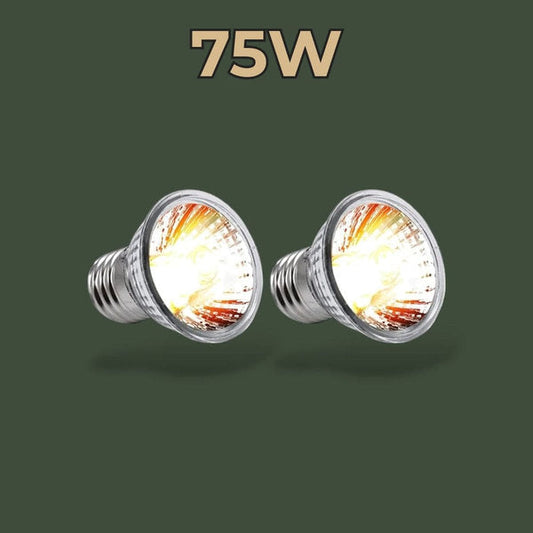 Lot de 2 lampes chauffantes 75W pour terrarium – L’Atelier Terrator