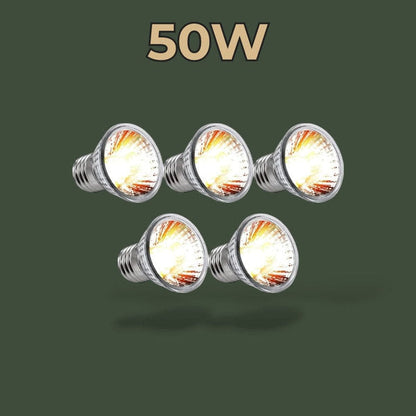 Lot de 5 lampes chauffantes 50W pour terrarium – L’Atelier Terrator