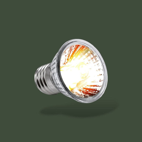 Lot de 5 lampes chauffantes 50W pour terrarium – L’Atelier Terrator