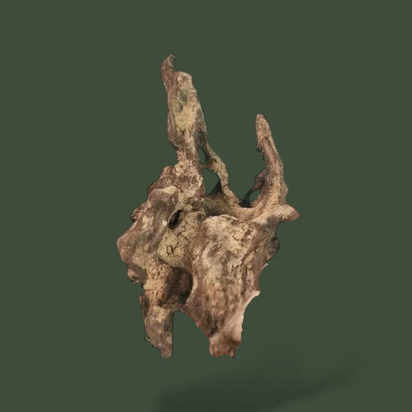 Lot de 5 morceaux de bois flotté naturel – L’Atelier Terrator