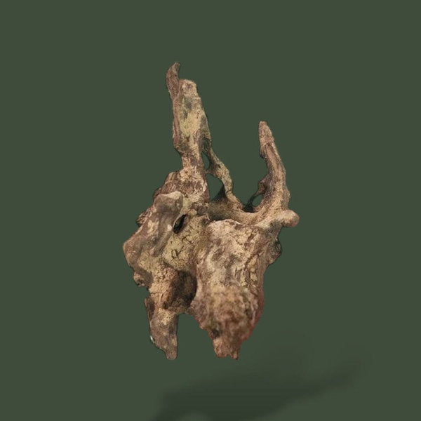 Lot de 2 petits morceaux de bois flotté naturel – L’Atelier Terrator