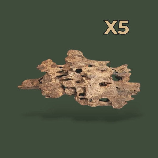 Lot de 5 morceaux de bois flotté pour terrarium – L’Atelier Terrator