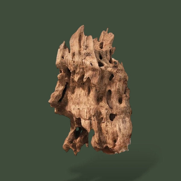 Lot de 5 morceaux de bois flotté pour terrarium – L’Atelier Terrator