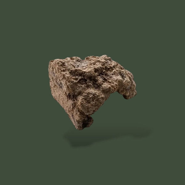 Base de tronc naturel pour terrarium – L’Atelier Terrator