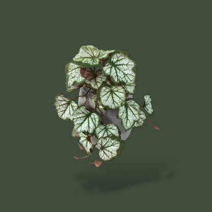 Fausse plante tropicale pour terrarium – L’Atelier Terrator