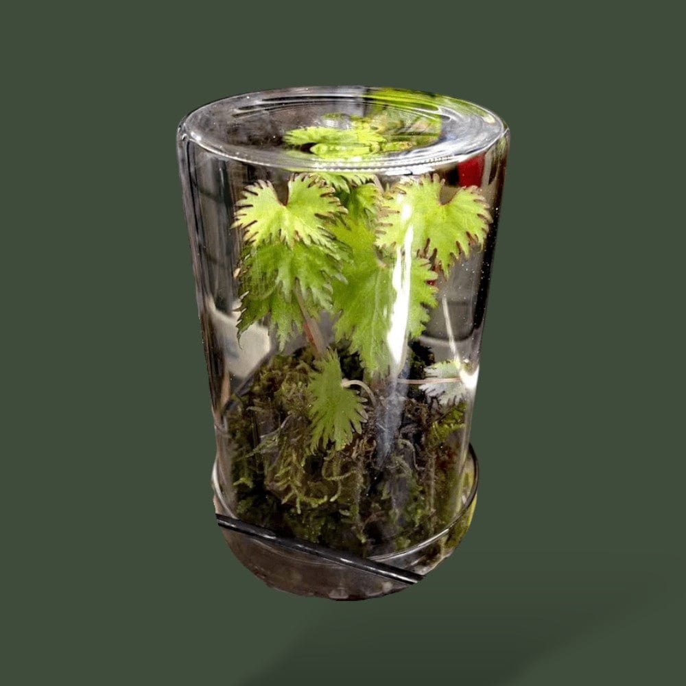 Terrarium en cylindre pour plante – L’Atelier Terrator